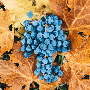 Red wine grapes on orange fall leaves at Skaha Vineyard