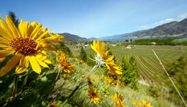 Sunflowers and a vineyard backdrop