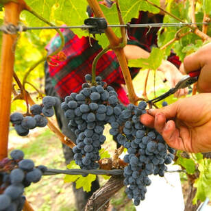 Close up of red white grapes on the vine, with a hand trimming the vines 