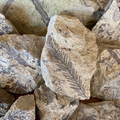 Fossilized sandstone with leaf marking at Skaha Vineyard