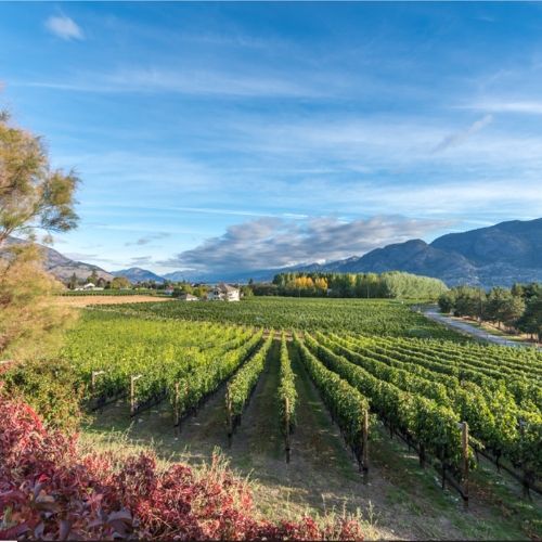 Blue sky day overlooking a winery in the south Okanagan